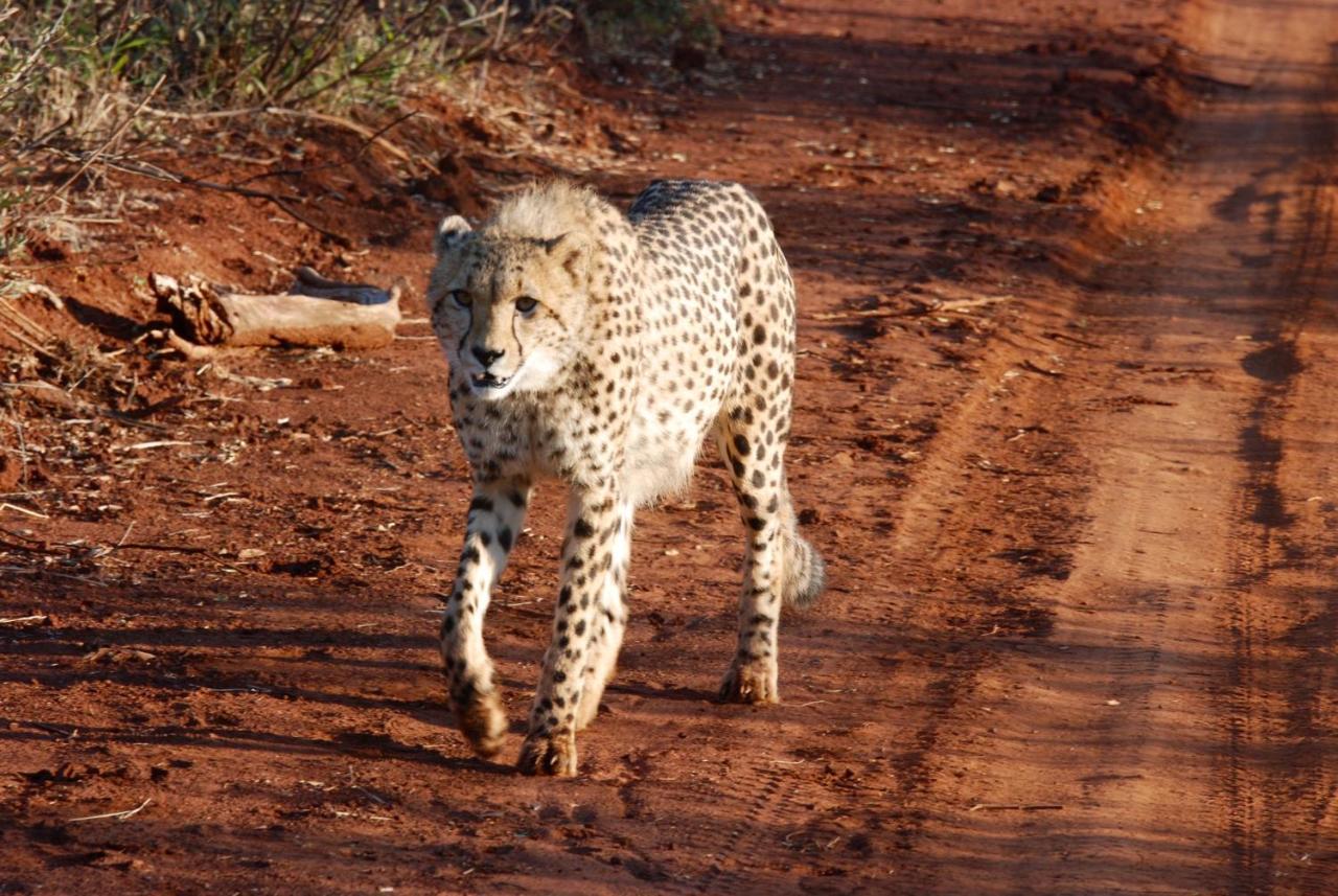 Kgorogoro Lodge Pilanesberg Eksteriør billede