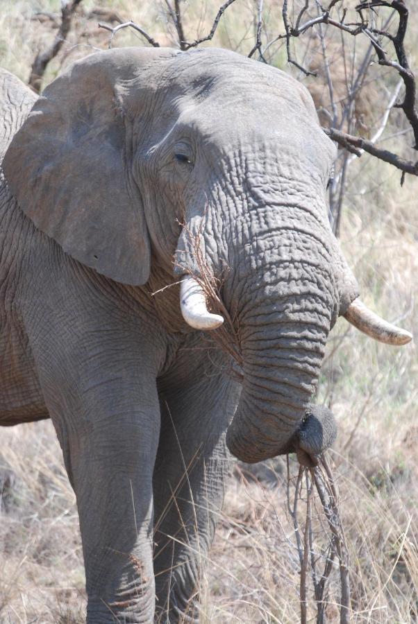 Kgorogoro Lodge Pilanesberg Eksteriør billede