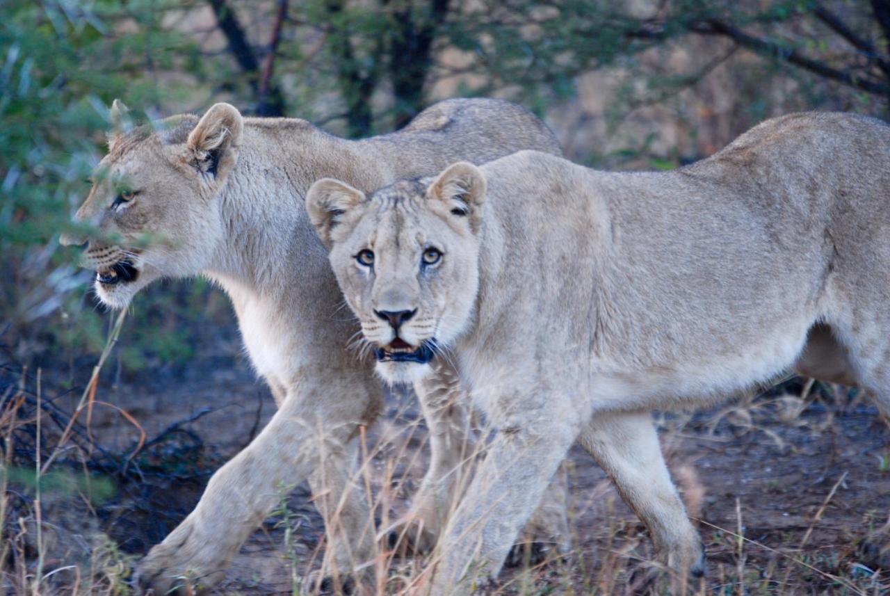 Kgorogoro Lodge Pilanesberg Eksteriør billede